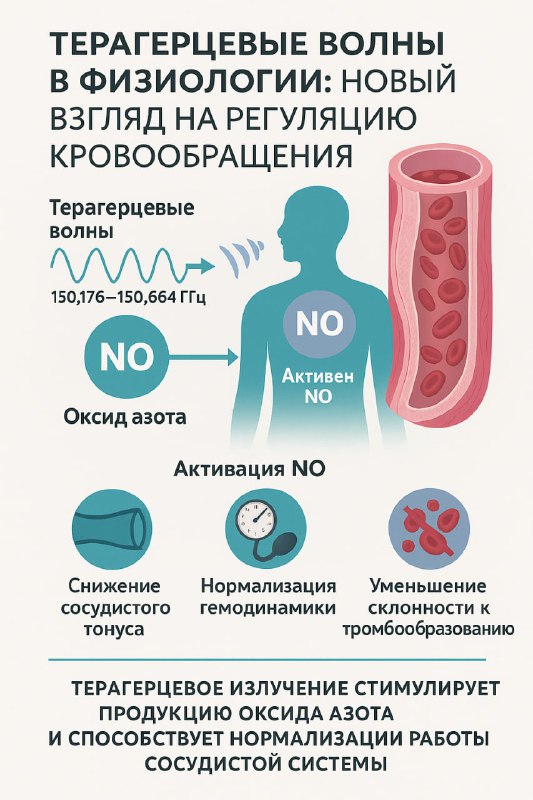 Терагерцовые волны в физиологии: регуляция кровообращения