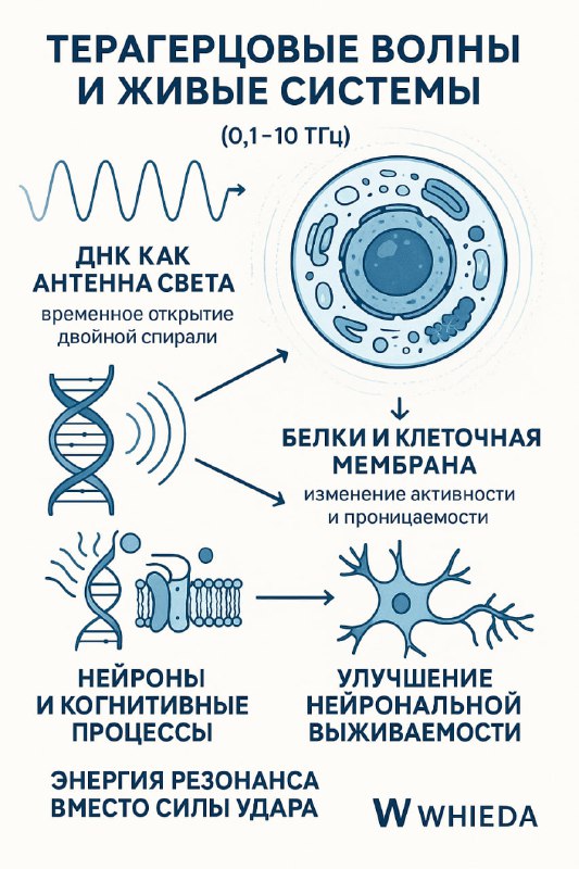 Терагерцовые волны и живые системы: биологический резонанс